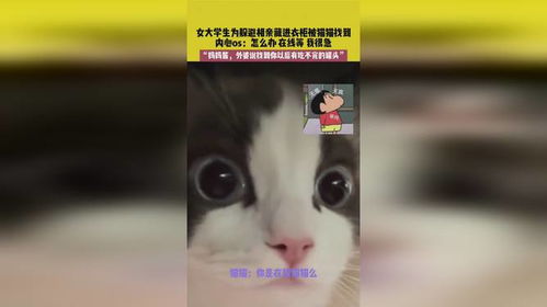 一起躲个猫2024最新版本下载-一起躲个猫无限金币不用实名下载v.4.16